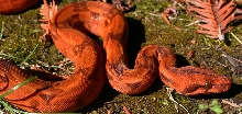 2016 Male Hypo Blood Het Kahl