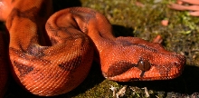 2016 Male Hypo Blood Het Kahl