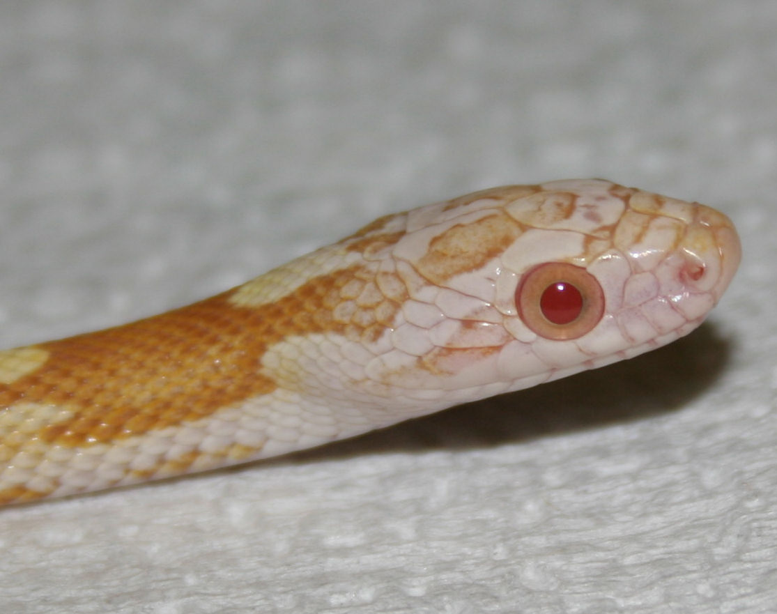Butter motley stripe