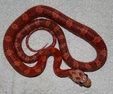 Hypo Bloodred