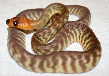 woma