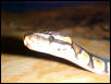 Marley head shot