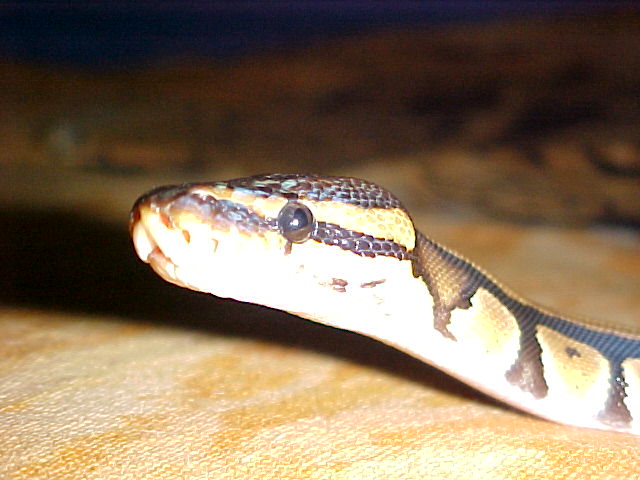Marley head shot