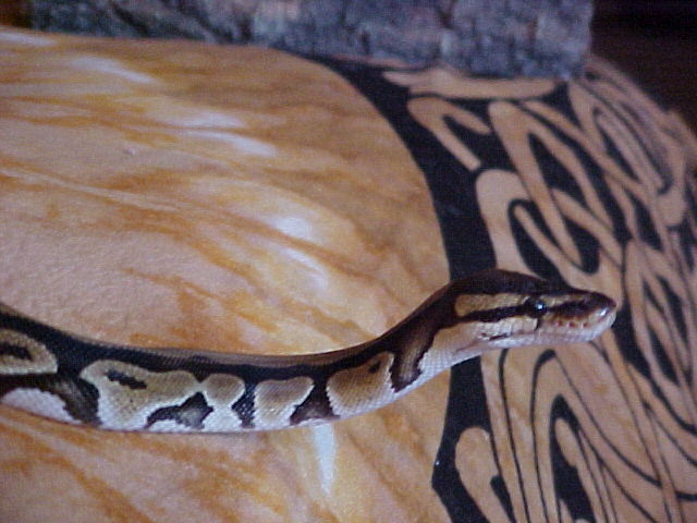 Marley