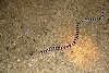 sand