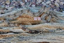 B.c.longicauda hypo