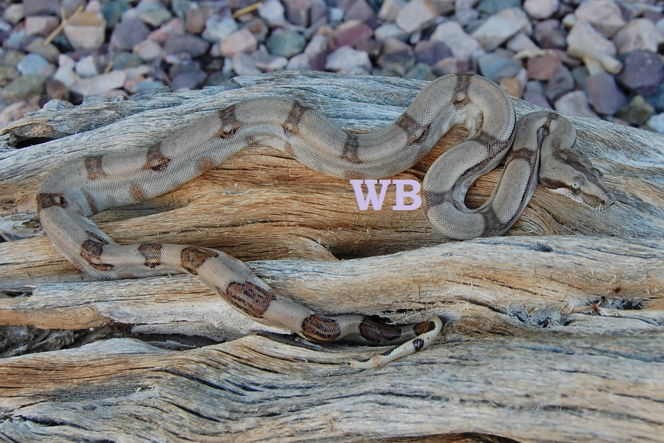 B.c.longicauda hypo