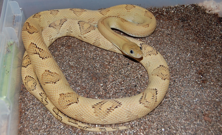 SUBOC FEMALE A