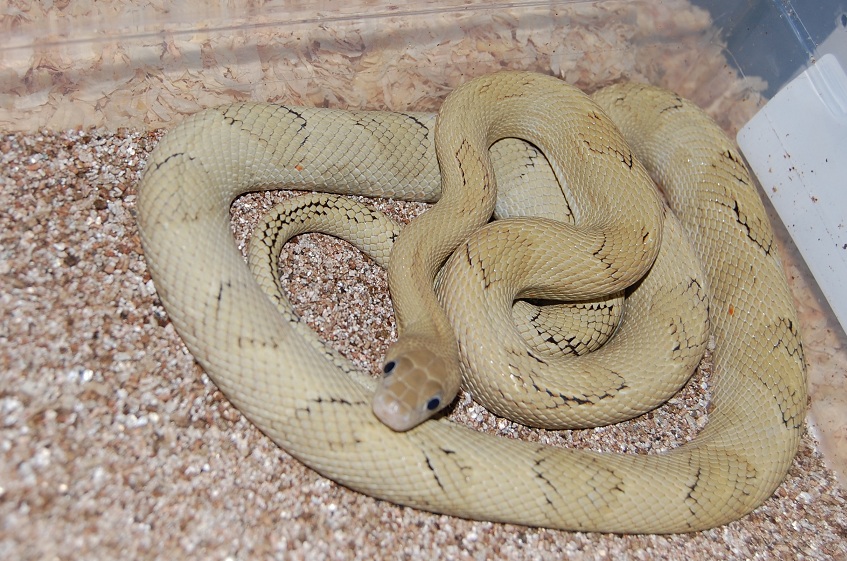 SUBOC FEMALE B