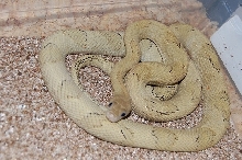Female B