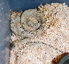 SUBOC MALE A