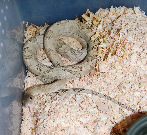 SUBOC MALE A
