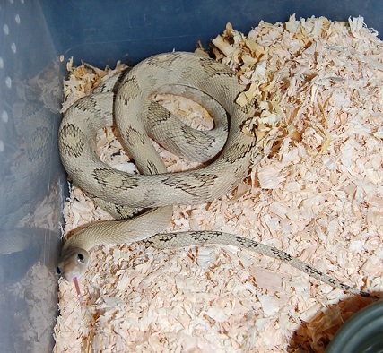 Male A