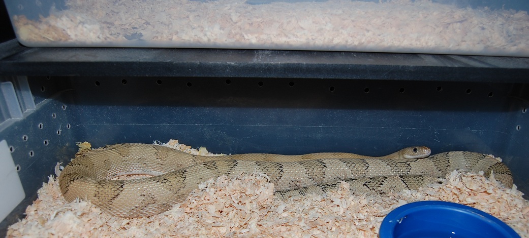 SUBOC MALE B