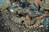panamint