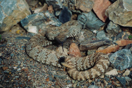 panamint