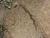 C.tigris