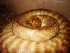 Maternal incubator...