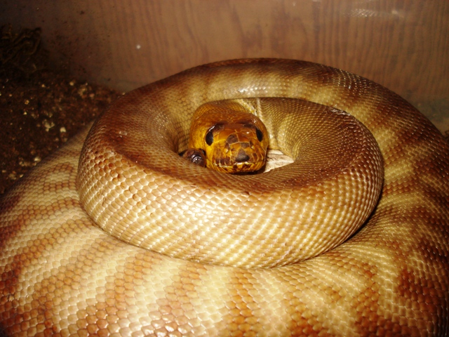 Maternal incubator...