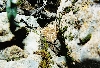 oreganus neo