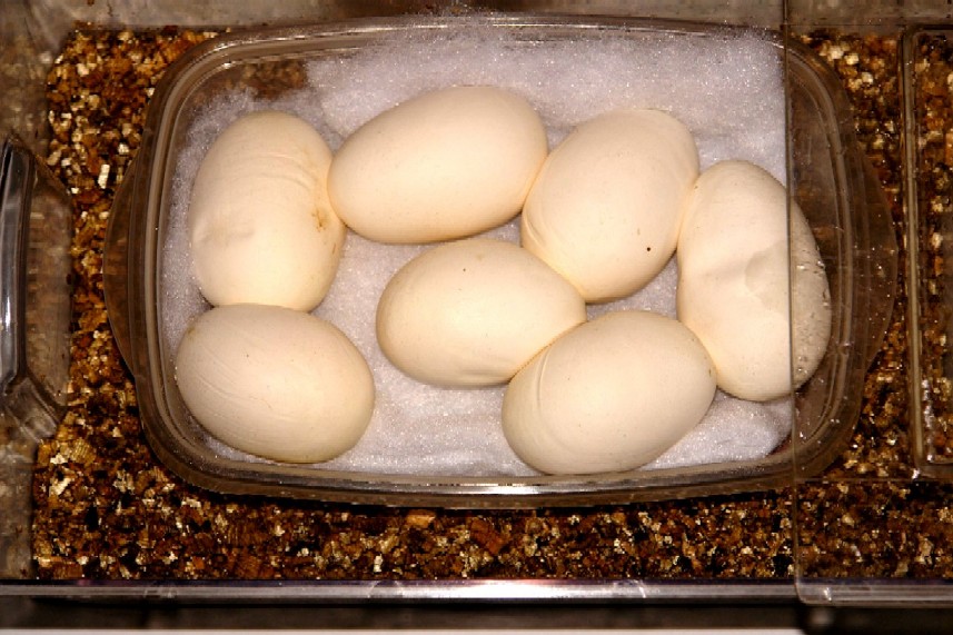 eggs