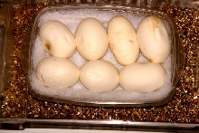 eggs3