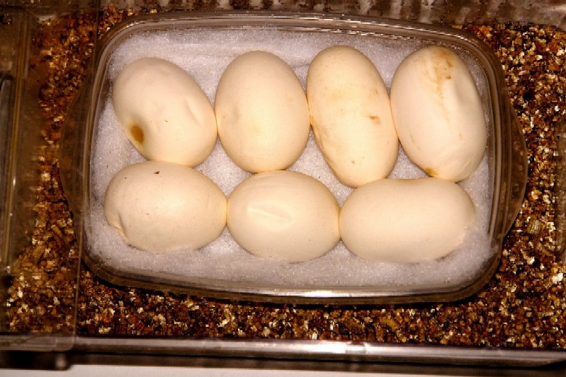 eggs3