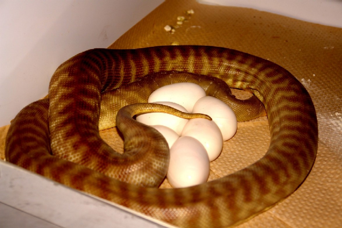 eggs