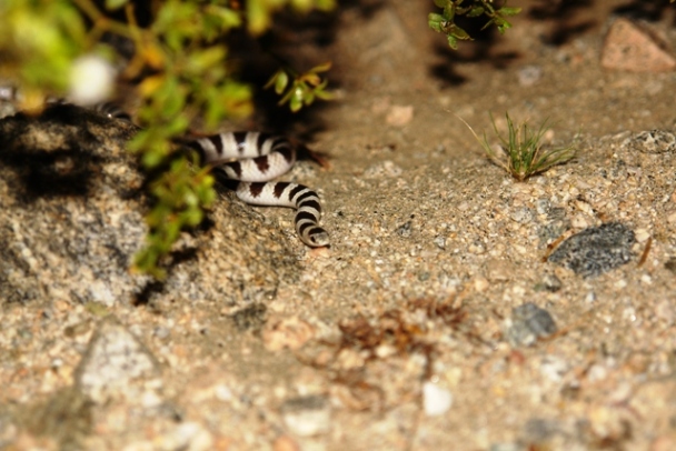 viper