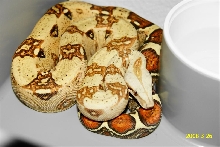 VPI Carmel Albino Female #29