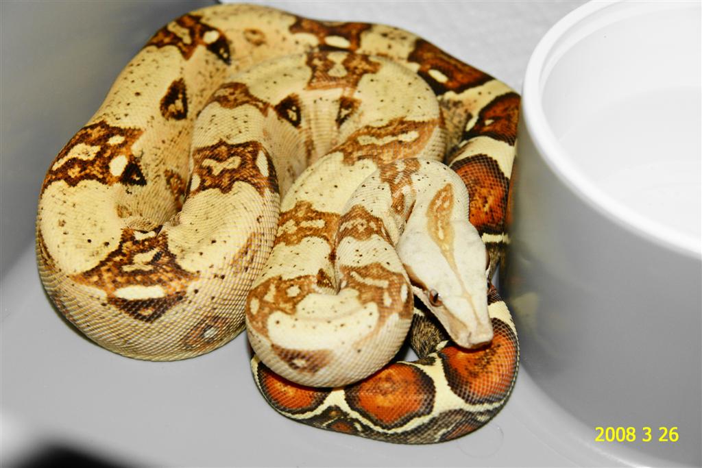 VPI Carmel Albino Female #29