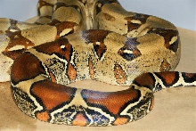 W. Venezuelan Female
