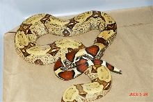 Belem female