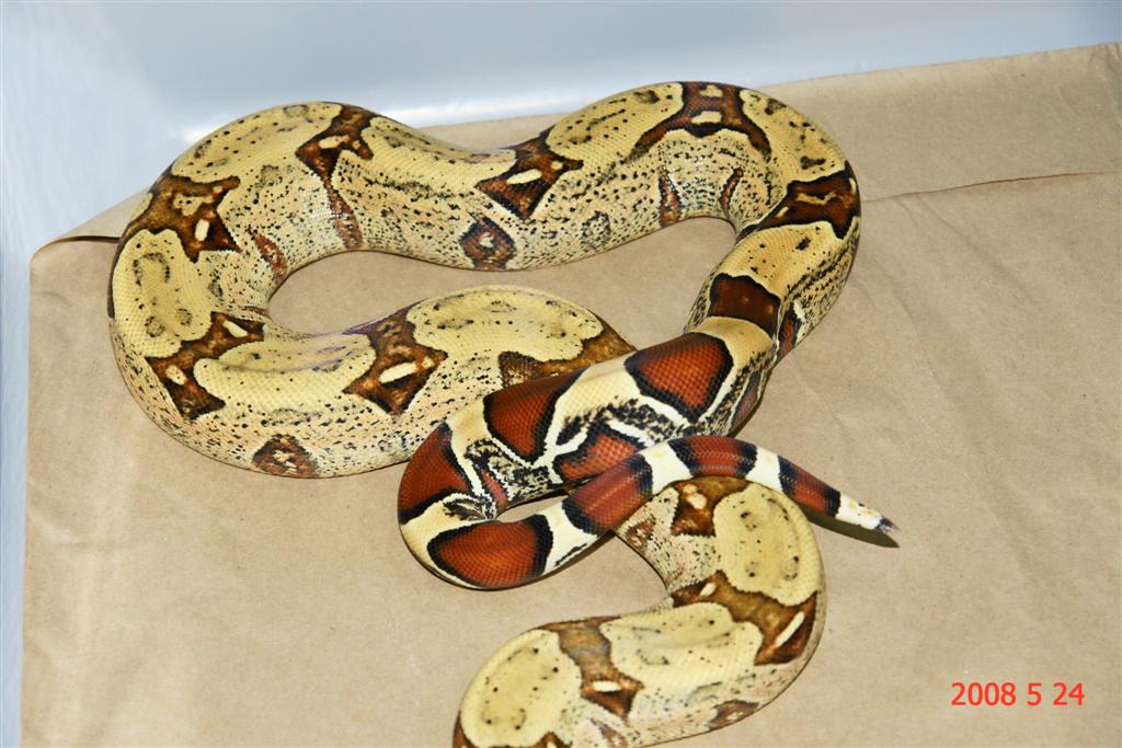 Belem female