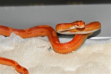 Sunglow motley female 2007