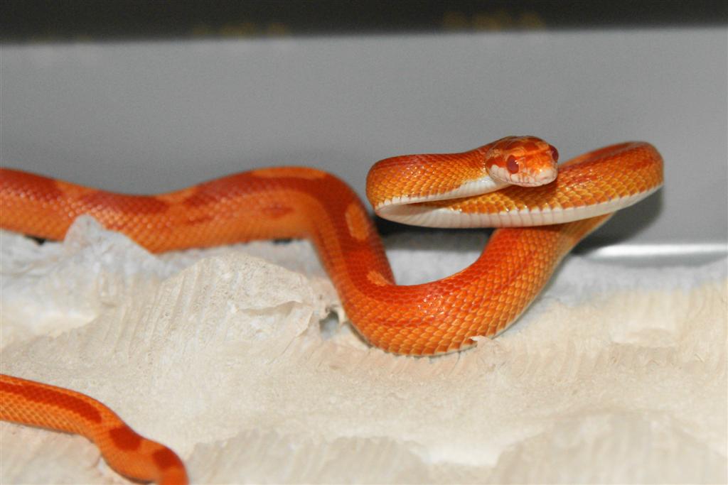 Sunglow motley female 2007