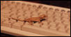 Dagwood on keyboard