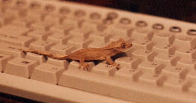 Dagwood on keyboard