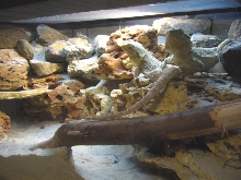 dragon habitat