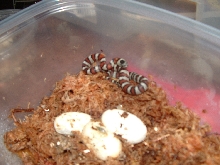 1st greeri hatchling 1
