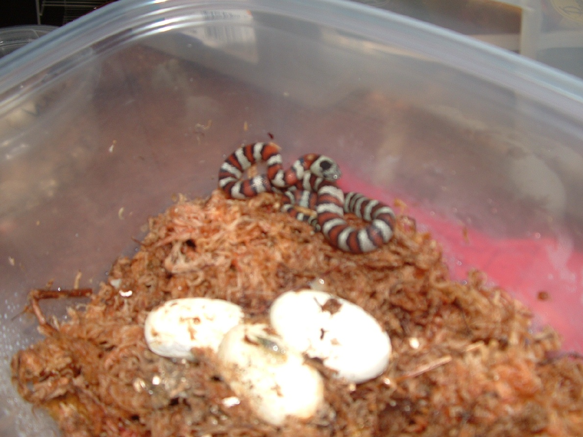 1st greeri hatchling 1