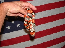 female greeri