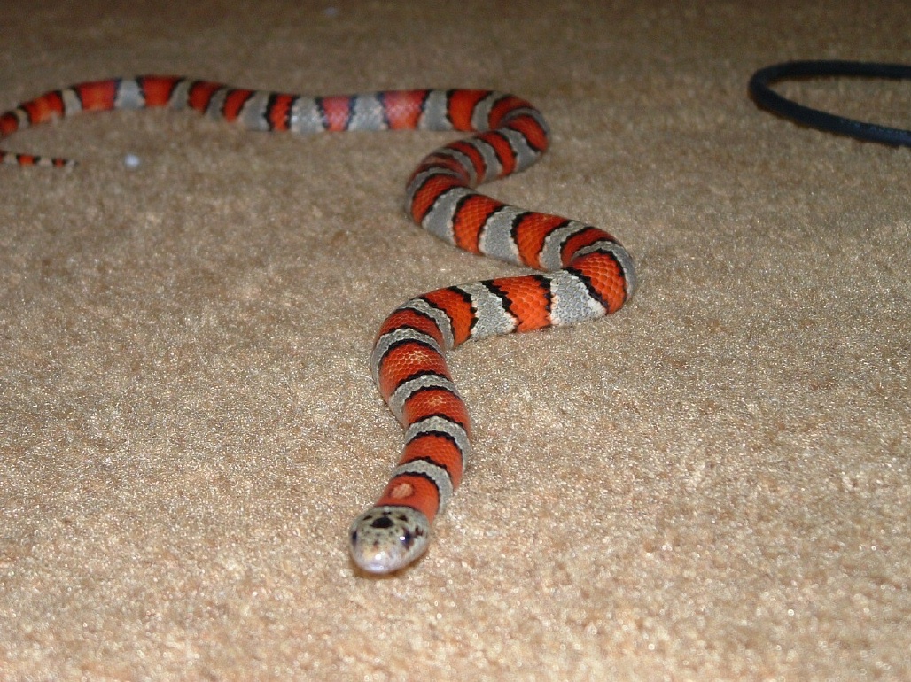 female greeri