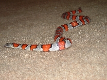 female greeri