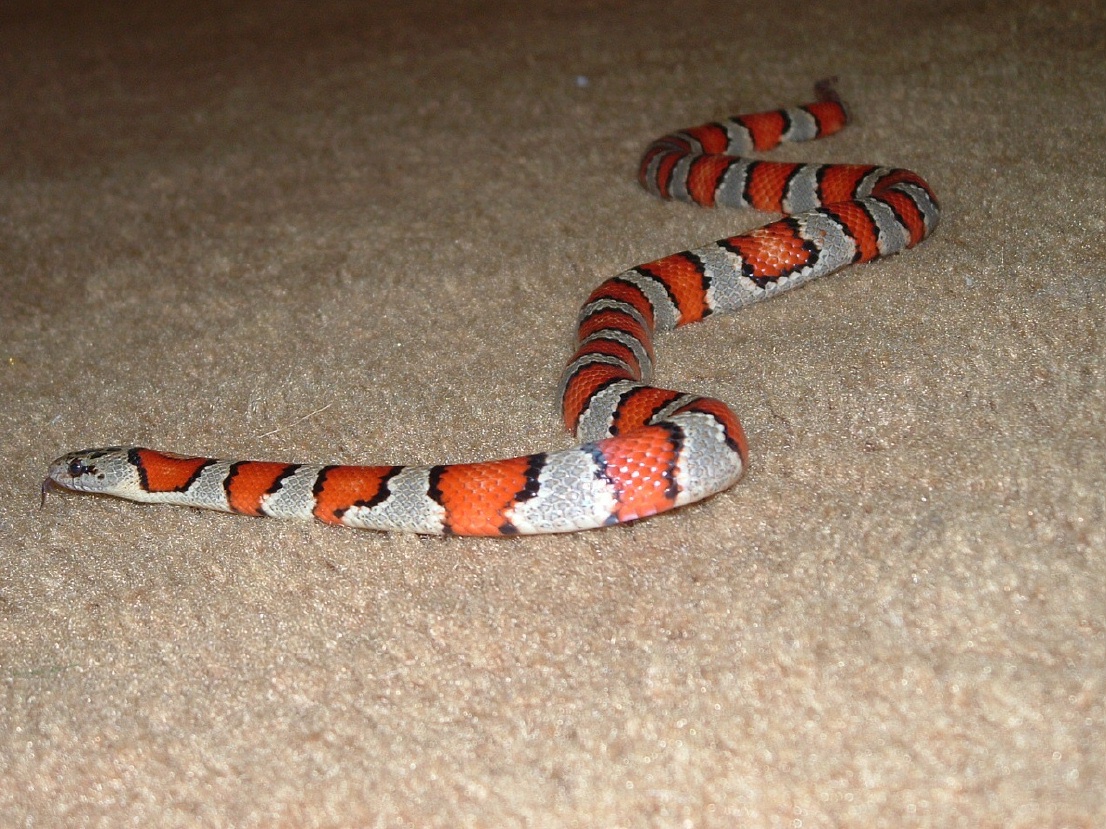 female greeri