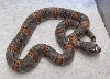 BG0813