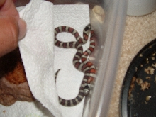 greeri hatchlings 2