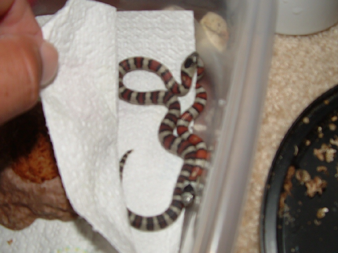 greeri hatchlings 2