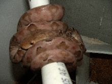 Cook's tree boa