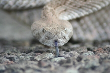 bluetongue2